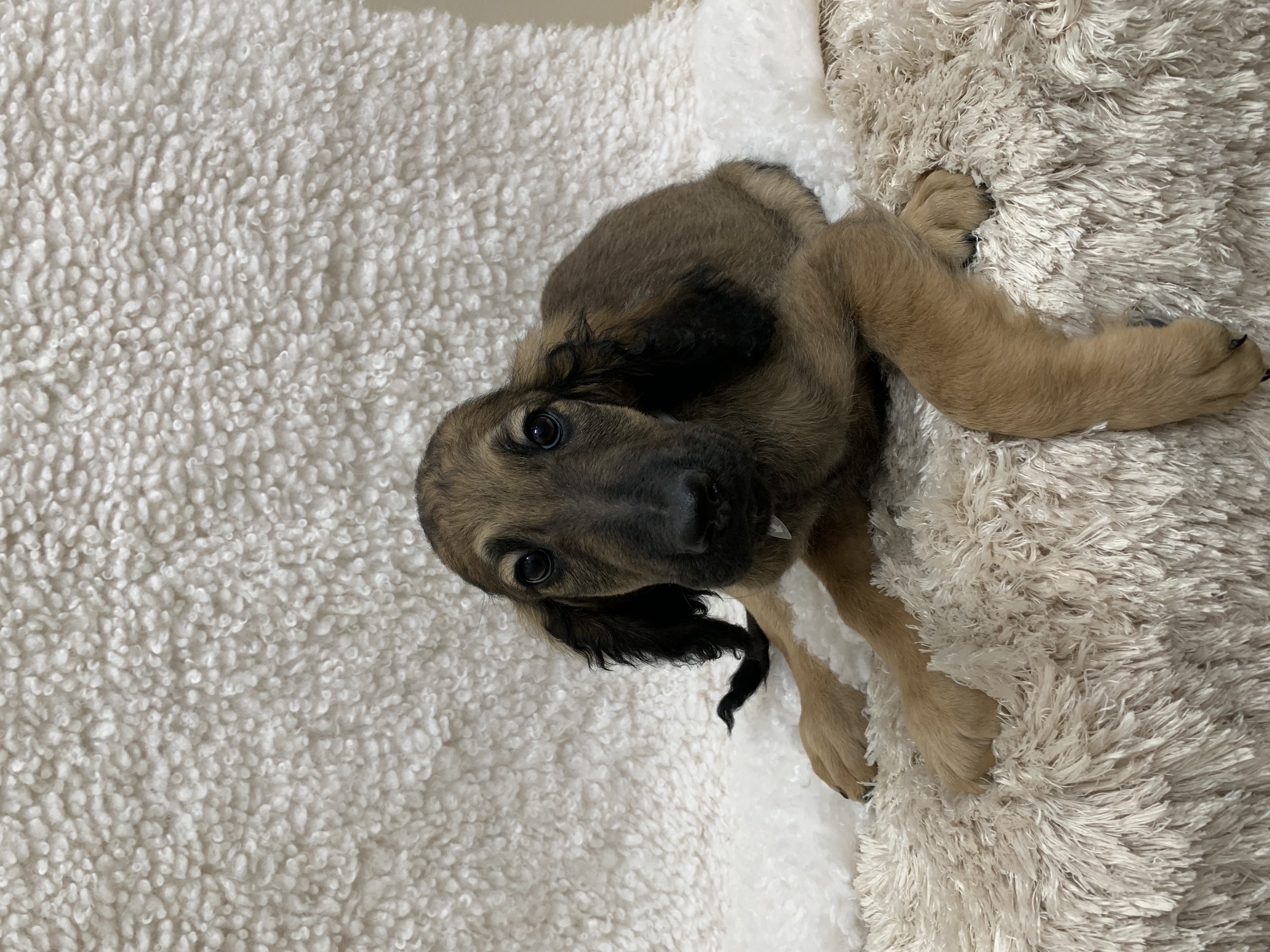 Roscoe